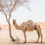 Proved an effective vaccine for MERS-CoV in camels