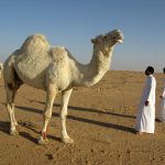 The Middle East respiratory syndrome coronavirus (MERS-CoV) follows a seasonal pattern in the Arabian Peninsula