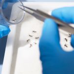 The Public Health Agency of Catalonia activates the protocol against arboviruses