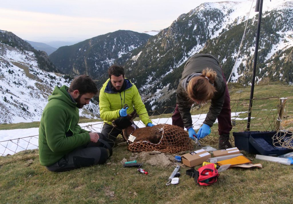 El equipo científico trabajando con un ejemplar de rebeco. Foto: IRTA-CReSA (CC BY-NC 2.0)