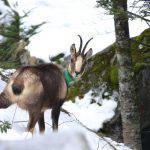 Chamois populations from Oriental Pyrenees resist the Border Disease virus