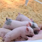 Persistance of Classical Swine Fever in piglets differs according to their age