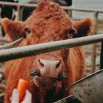 UV radiation and SurePureTurbulator: safer food supplements for animals