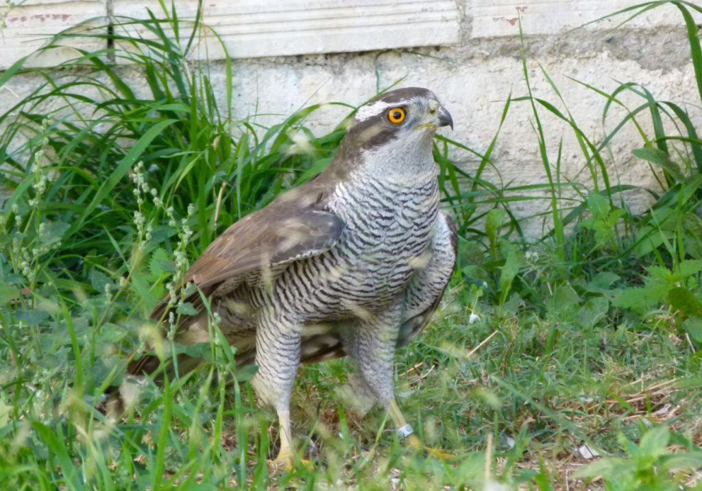 Exemplar d'astor (Accipiter gentilis). Autor: Centre de Fauna de Torreferrussa