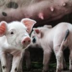 L’IRTA-CReSA participa en el Simposi Internacional per a la Pesta Porcina Clàssica