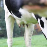 Foremilk and udder cleft skin pose new reservoirs niches to digital dermatitis-associated ‘Treponema’ species in dairy cattle