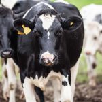 Desvelen el possible origen de la malaltia de les “vaques boges”