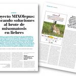 ‘MIXOlepus’ segueix treballant contra la mixomatosi que afecta les llebres