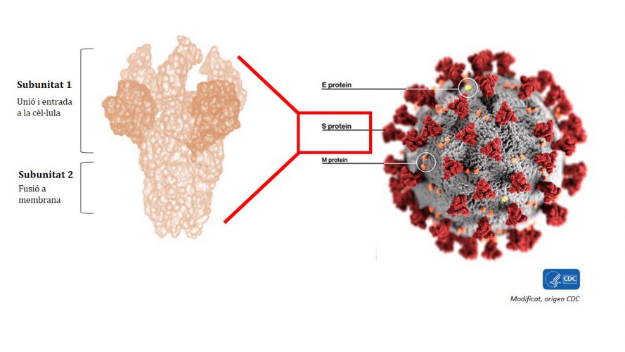 Figure 1. Subunit 1 of protein S is the most immunogenic and is the part by which the virus binds to a cell to infect it. Scientists are looking for a conserved area of this subunit, a part that is present in different strains or types of coronaviruses, that is the most useful region for developing a possible universal vaccine for all coronaviruses.
