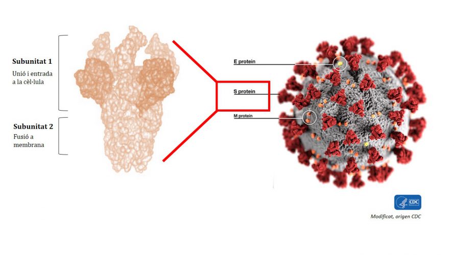  Figure 1. Subunit 1 of protein S is the most immunogenic and is the part by which the virus binds to a cell to infect it. Scientists are looking for a conserved area of this subunit, a part that is present in different strains or types of coronaviruses, that is the most useful region for developing a possible universal vaccine for all coronaviruses.