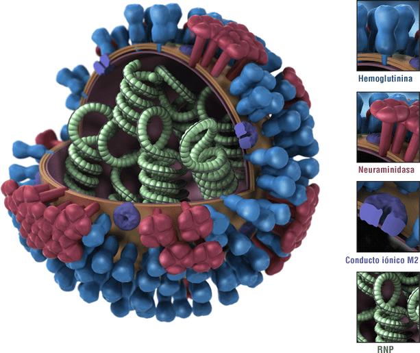 Virus Influenza. Font: CDC