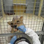 La línea de estudio de coronavirus emergentes del IRTA-CReSA investiga la infección de cuatro leones del zoo de Barcelona con SARS-CoV-2