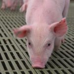About pigs and the evolution of prions
