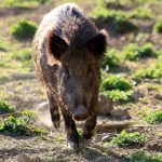 ¡Porca misèria! Brote de PPA en Italia.