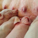 Cómo mejorar la salud de los lechones a través de las madres