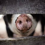 ENCUESTA – Poliserositis en cerdos