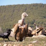 Eurasian griffon vultures feeding on landfills are colonized by multidrug-resistant bacteria similar to those causing hospital-acquired infections.