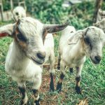 Effects of experimental m. Microti infection on the health and diagnosis of tuberculosis in goats