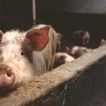 Deciphering the onset of cross protection conferred by the vaccine prototype BA71ΔCD2 against african swine fever