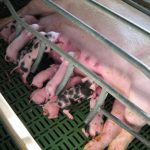 Semana Resistencias Antimicrobianas 2024 / I – Microbiota Nasal Porcina