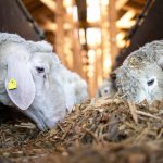 Antimicrobial Resistance Awareness Week 2024 / III – Animal nutrition