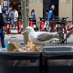 Las gaviotas urbanas y periurbanas del área metropolitana de Barcelona son portadoras de Campylobacter y Salmonella de relevancia en salud pública